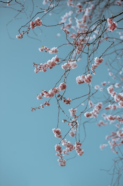 浅粉色花朵的照片焦点
